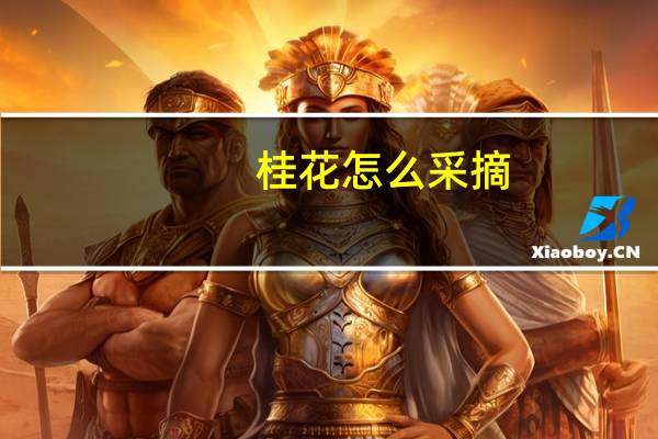 桂花怎么采摘