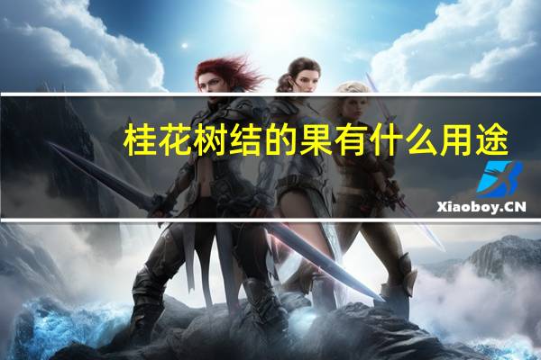 桂花树结的果有什么用途