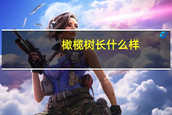 橄榄树长什么样