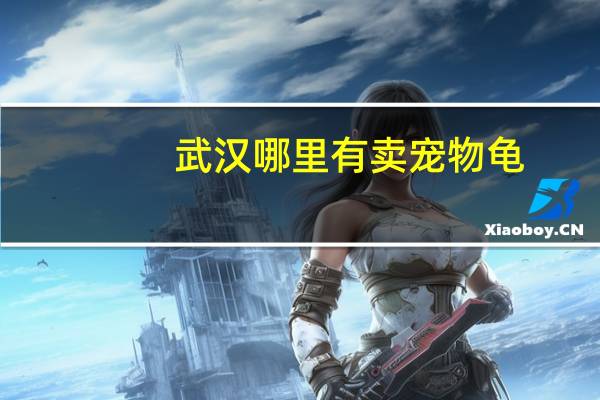 武汉哪里有卖宠物龟