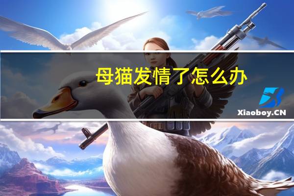 母猫发情了怎么办