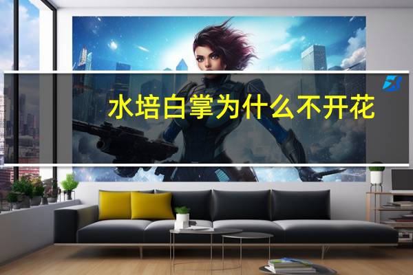 水培白掌为什么不开花