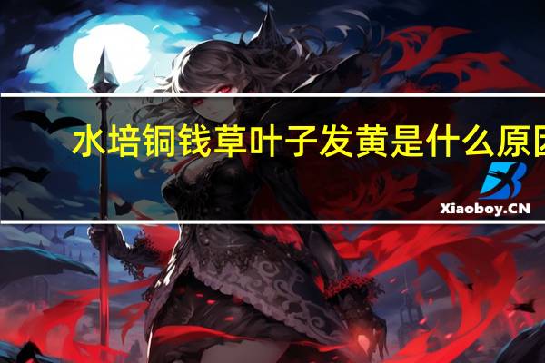 水培铜钱草叶子发黄是什么原因