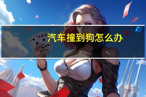 汽车撞到狗怎么办