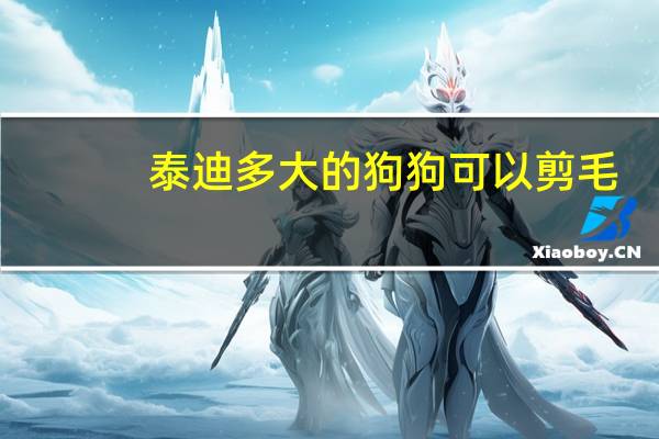 泰迪多大的狗狗可以剪毛