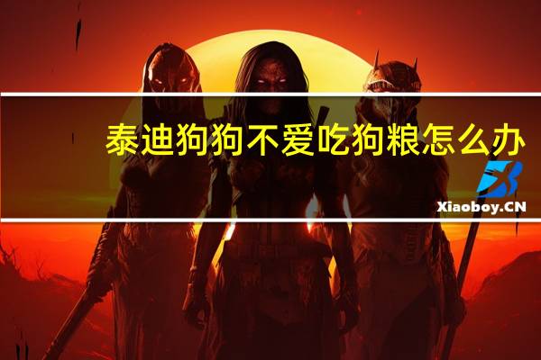 泰迪狗狗不爱吃狗粮怎么办