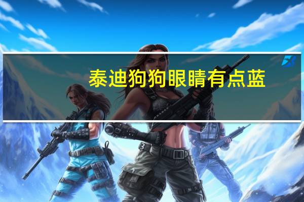 泰迪狗狗眼睛有点蓝
