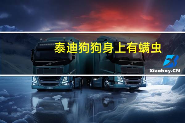 泰迪狗狗身上有螨虫