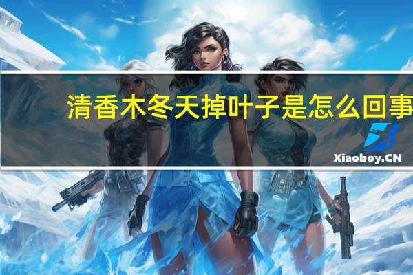 清香木冬天掉叶子是怎么回事