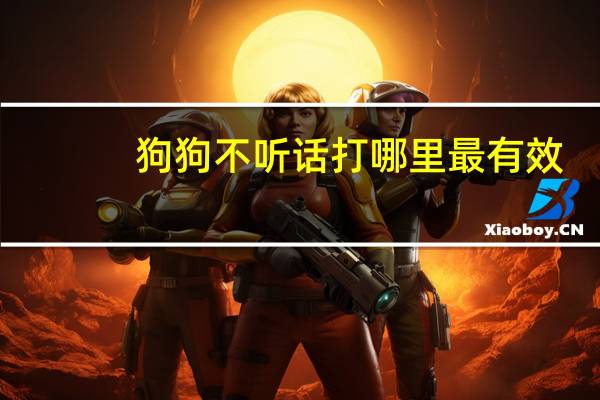 狗狗不听话打哪里最有效