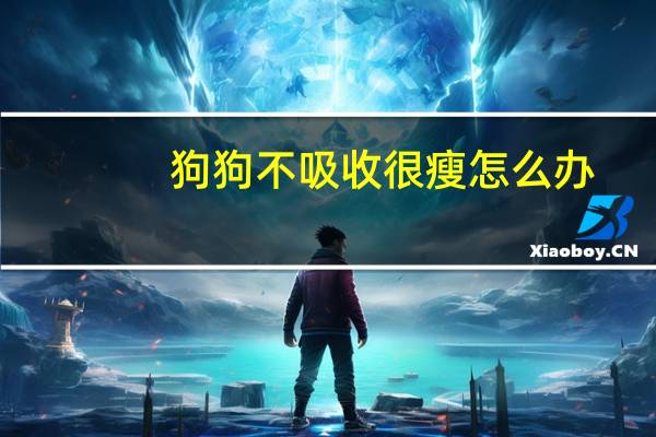 狗狗不吸收很瘦怎么办