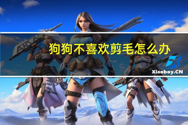 狗狗不喜欢剪毛怎么办