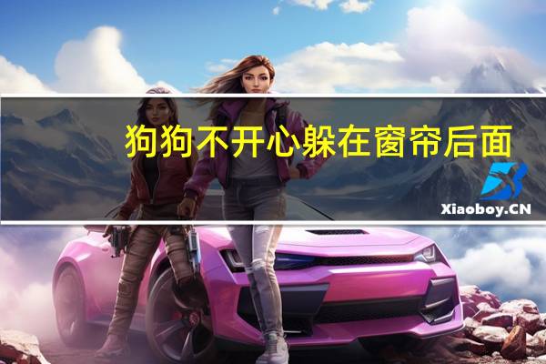 狗狗不开心躲在窗帘后面