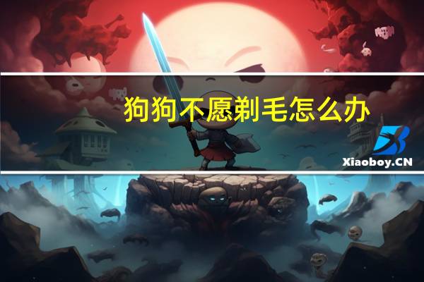 狗狗不愿剃毛怎么办
