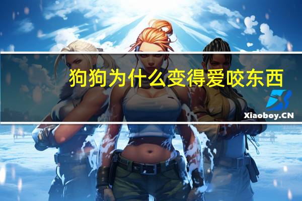 狗狗为什么变得爱咬东西