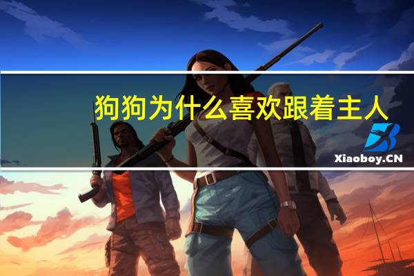 狗狗为什么喜欢跟着主人