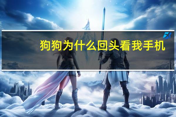 狗狗为什么回头看我手机