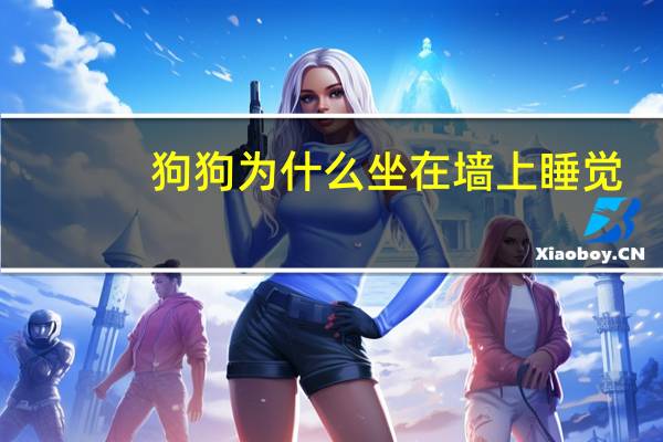 狗狗为什么坐在墙上睡觉