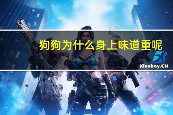 狗狗为什么身上味道重呢