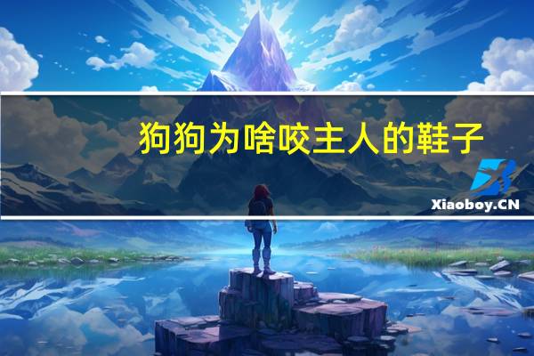 狗狗为啥咬主人的鞋子