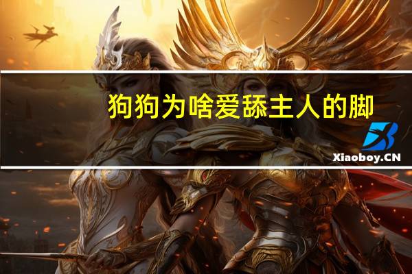 狗狗为啥爱舔主人的脚