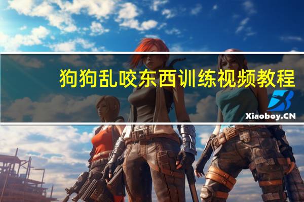 狗狗乱咬东西训练视频教程