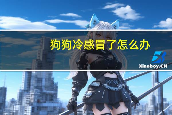 狗狗冷感冒了怎么办