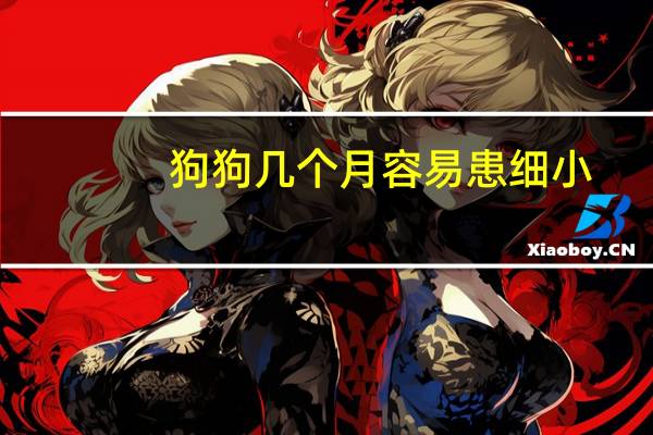 狗狗几个月容易患细小