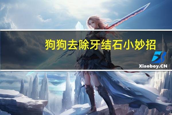 狗狗去除牙结石小妙招