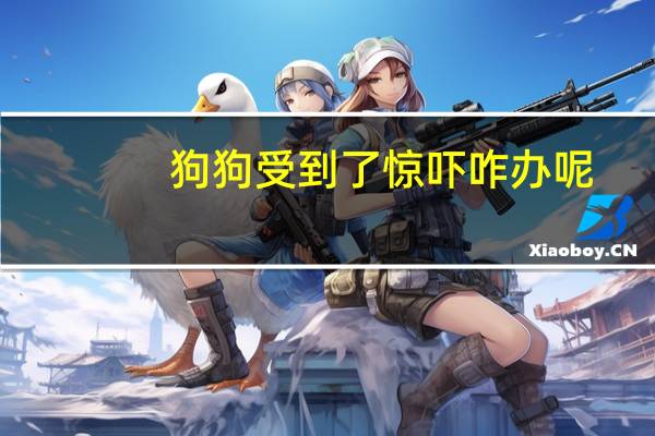 狗狗受到了惊吓咋办呢