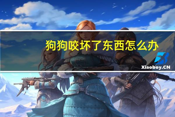 狗狗咬坏了东西怎么办