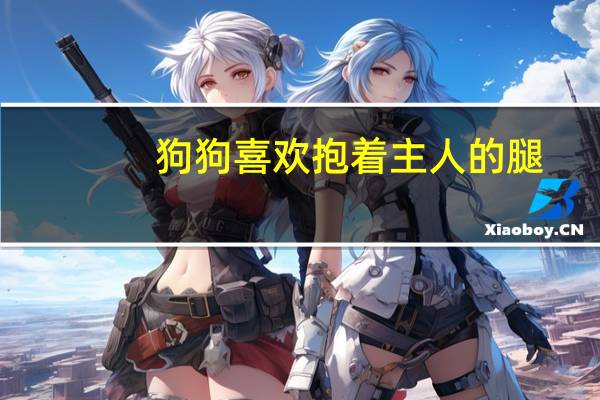 狗狗喜欢抱着主人的腿