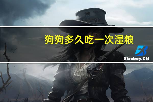 狗狗多久吃一次湿粮