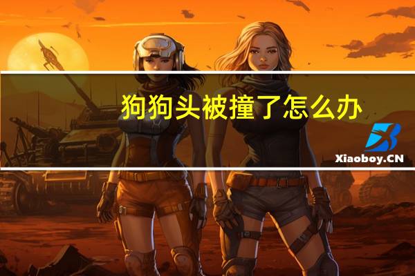 狗狗头被撞了怎么办