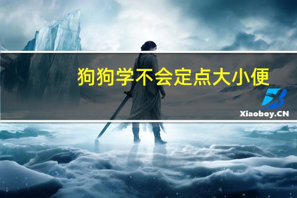 狗狗学不会定点大小便
