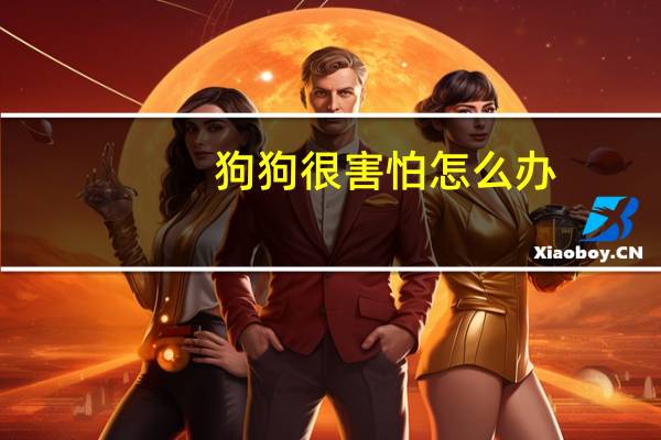 狗狗很害怕怎么办
