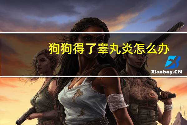 狗狗得了睾丸炎怎么办