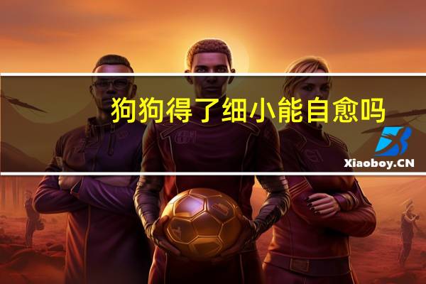 狗狗得了细小能自愈吗