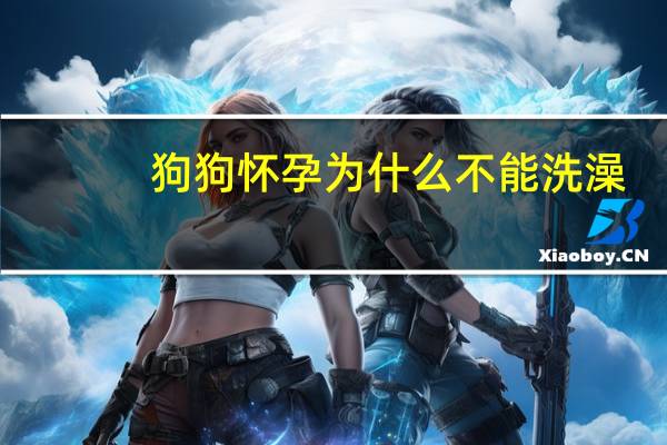 狗狗怀孕为什么不能洗澡