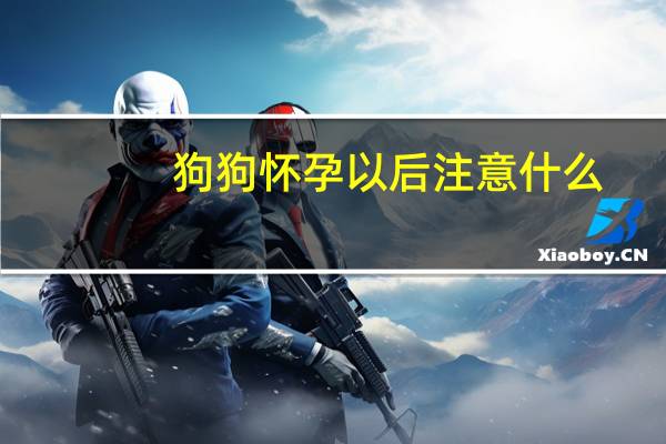 狗狗怀孕以后注意什么