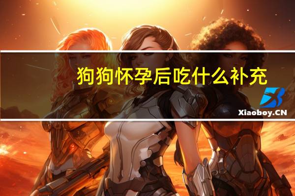 狗狗怀孕后吃什么补充