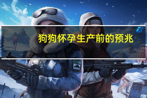 狗狗怀孕生产前的预兆