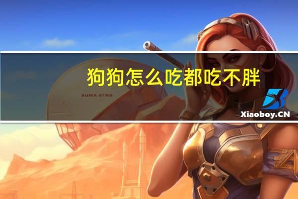 狗狗怎么吃都吃不胖