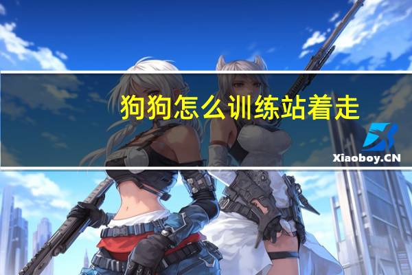 狗狗怎么训练站着走