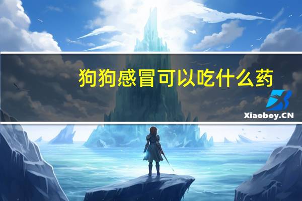 狗狗感冒可以吃什么药