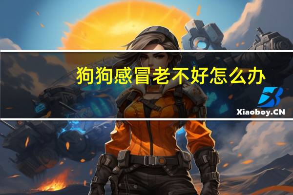 狗狗感冒老不好怎么办