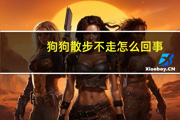 狗狗散步不走怎么回事