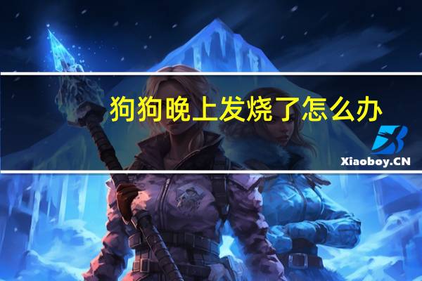 狗狗晚上发烧了怎么办