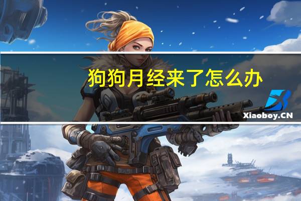 狗狗月经来了怎么办