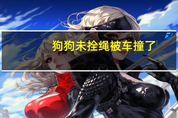 狗狗未拴绳被车撞了